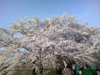 2009年桜.JPG